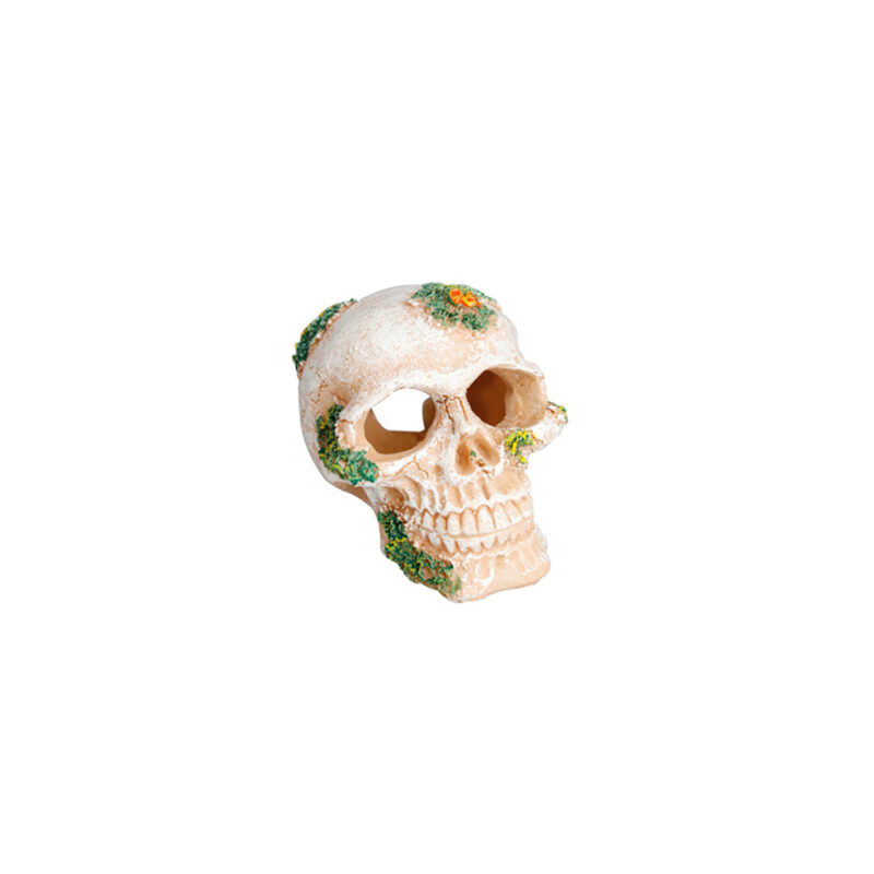 Calavera acuario
