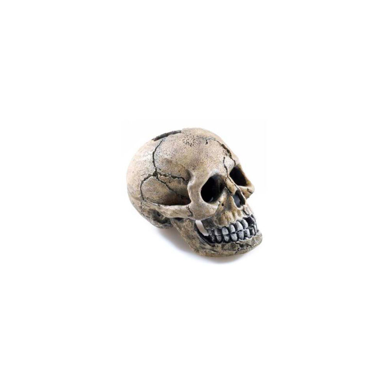Calavera para acuario
